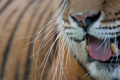 tiger-tounge