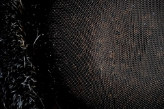Death-Head-Hawk-Moth-Eye-for-web-1